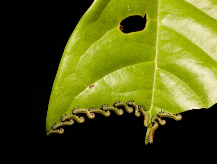 Caterpillar arıza kodları