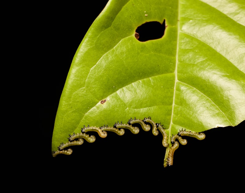 Caterpillar arıza kodları