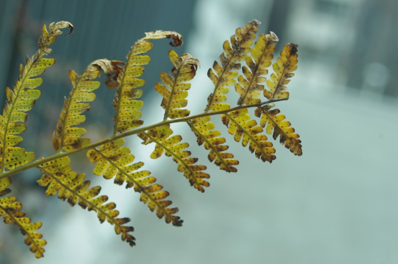 Caterpillar arıza kodları